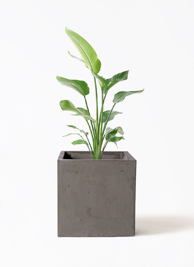 オーガスタ 8号 | 観葉植物の通販ならHitoHana