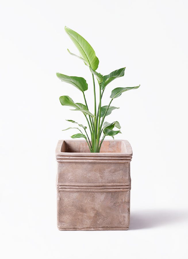 ★125cm人気の大きなオーガスタ８号 大きく育ちます1 オーガスタ 8号 | 観葉植物の通販ならHitoHana