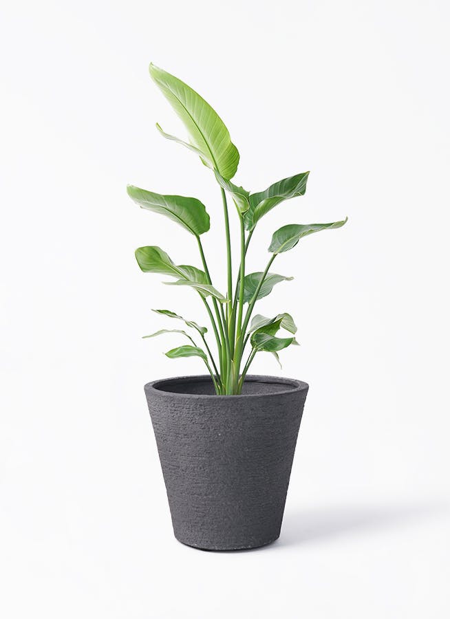 オーガスタ 8号 | 観葉植物の通販ならHitoHana