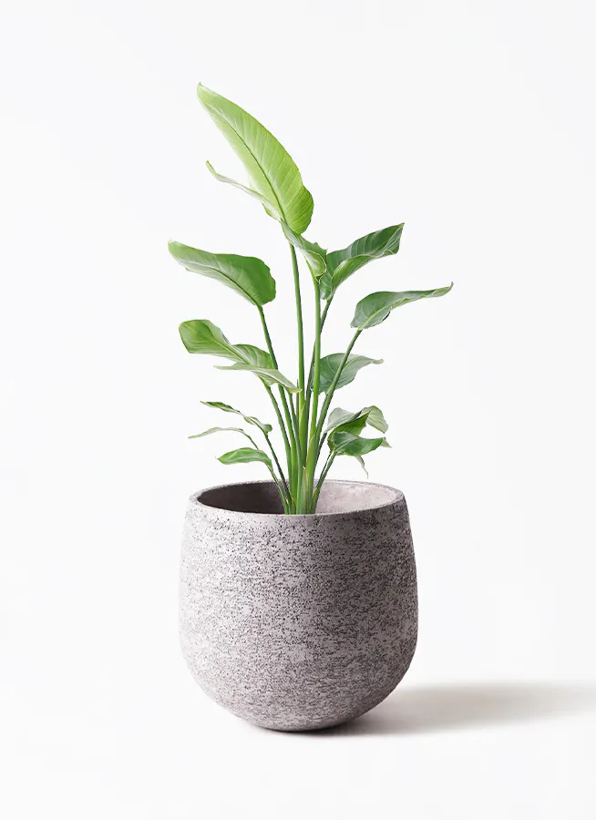 オーガスタ 大型 | 観葉植物の通販ならHitoHana