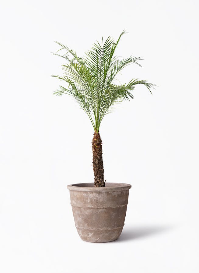 フェニックスロベレニー 8号 | 観葉植物 | インテリアやギフトに