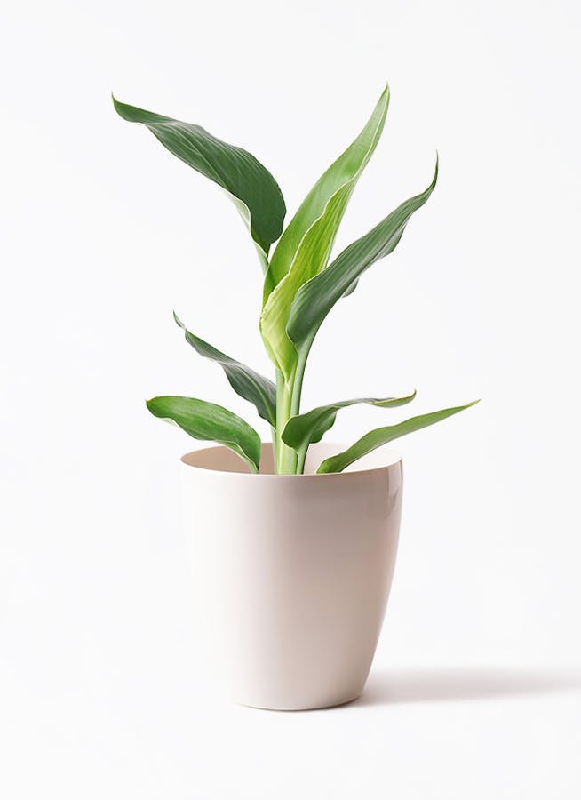 観葉植物 ストレリチア (ストレチア) レギネ 6号 ラスターポット 付き | 観葉植物ならHitoHana(ひとはな)