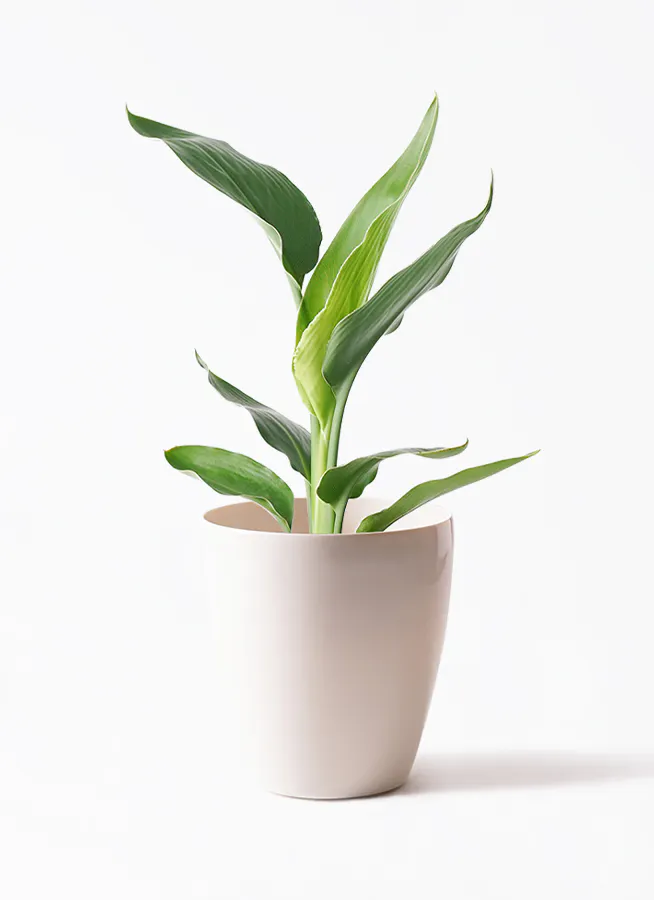 ストレリチア レギネ | 観葉植物の通販ならHitoHana（ひとはな）