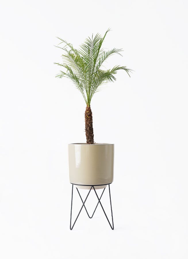 フェニックスロベレニー | 観葉植物の通販ならHitoHana（ひとはな）