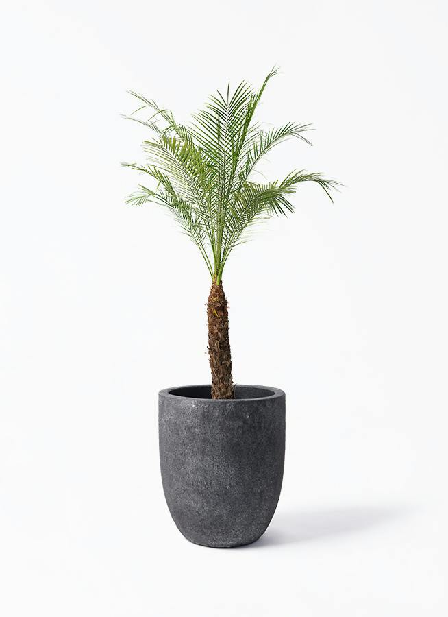 フェニックスロベレニー | 観葉植物の通販ならHitoHana（ひとはな）