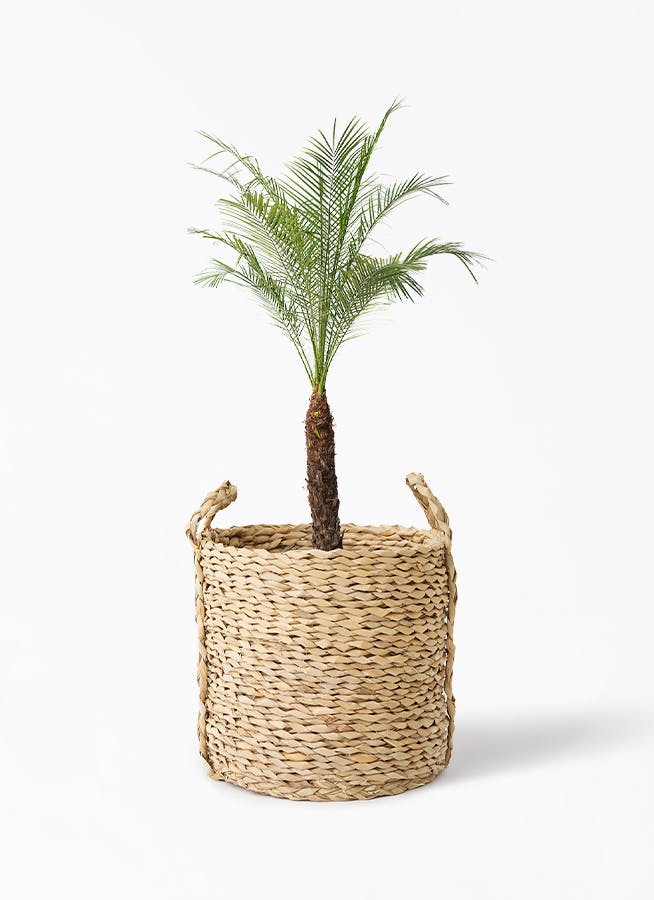 フェニックスロベレニー | 観葉植物の通販ならHitoHana（ひとはな）