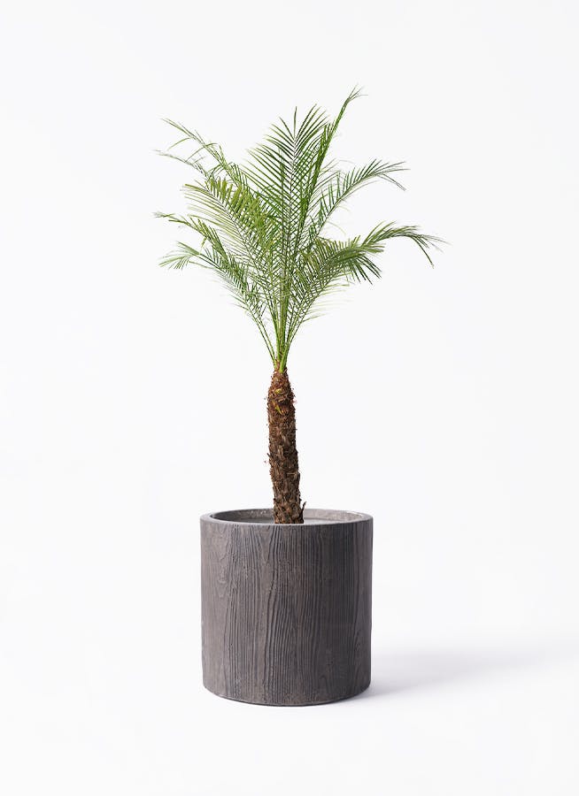 観葉植物 フェニックスロベレニー 8号 アルファ シリンダー