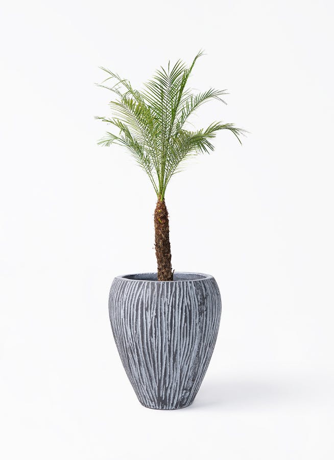 フェニックスロベレニー 8号 | 観葉植物 | インテリアやギフトに