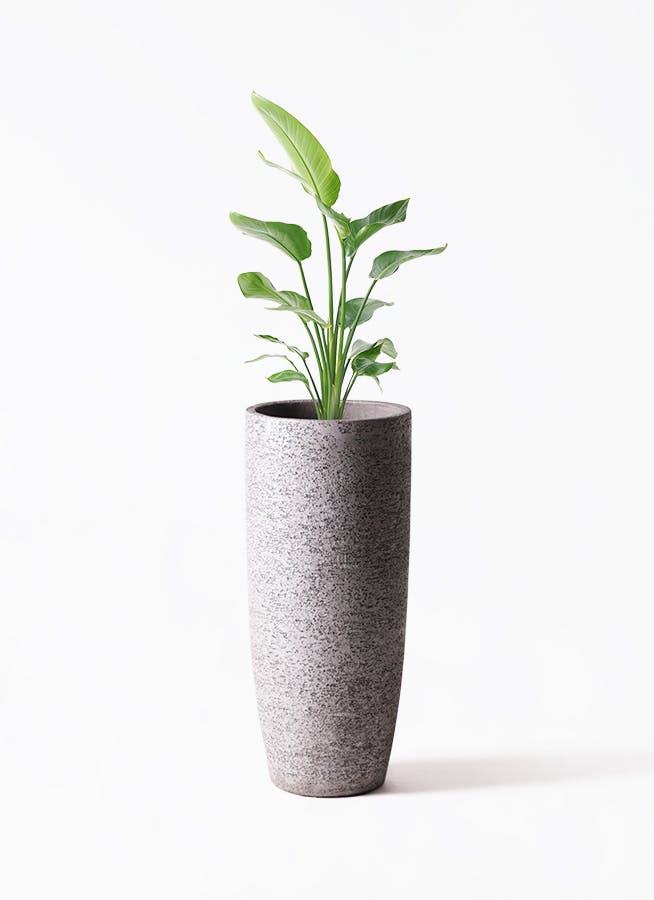 観葉植物 オーガスタ 8号 エコストーントールタイプ Gray 付き | 観葉植物ならHitoHana(ひとはな)