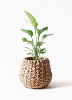 天然素材の魅力！LushBasket（ラッシュバスケット）鉢カバーなら通販で