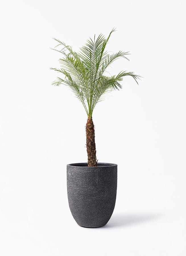 フェニックスロベレニー 8号 | 観葉植物 | インテリアやギフトに