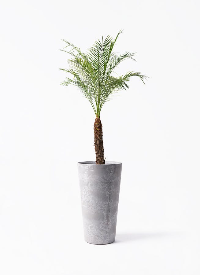 フェニックスロベレニー 8号 | 観葉植物 | インテリアやギフトに
