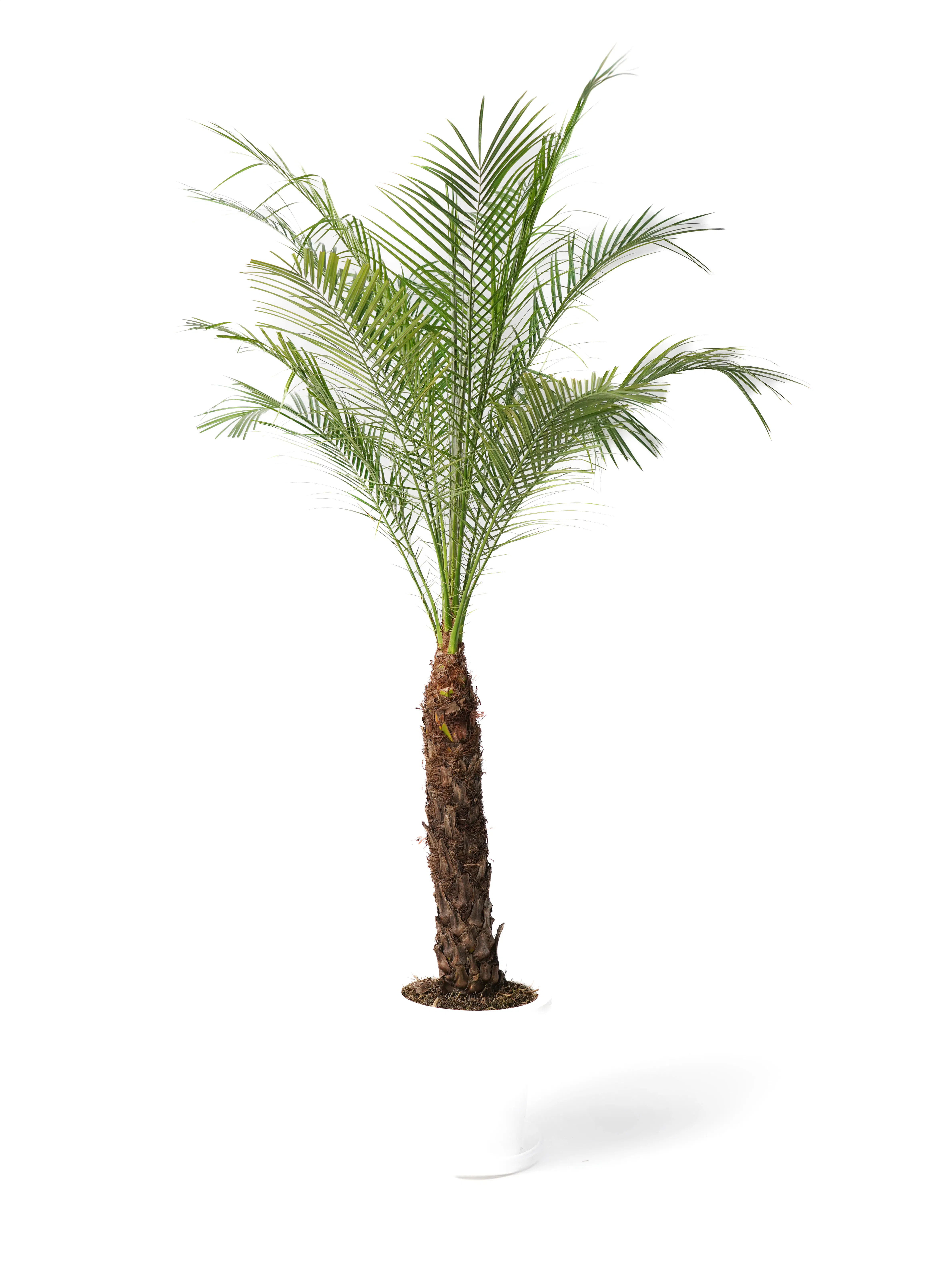 フェニックスロベレニー 8号 | 観葉植物 | インテリアやギフトに  