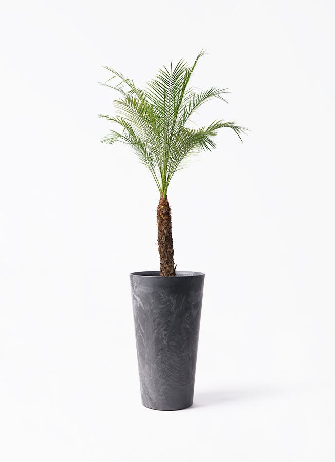フェニックスロベレニー 8号 | 観葉植物 | インテリアやギフトに