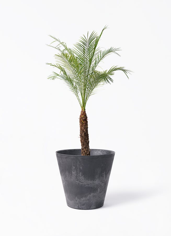 フェニックスロベレニー 8号 | 観葉植物 | インテリアやギフトに
