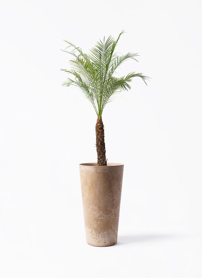 フェニックスロベレニー 8号 | 観葉植物 | インテリアやギフトに
