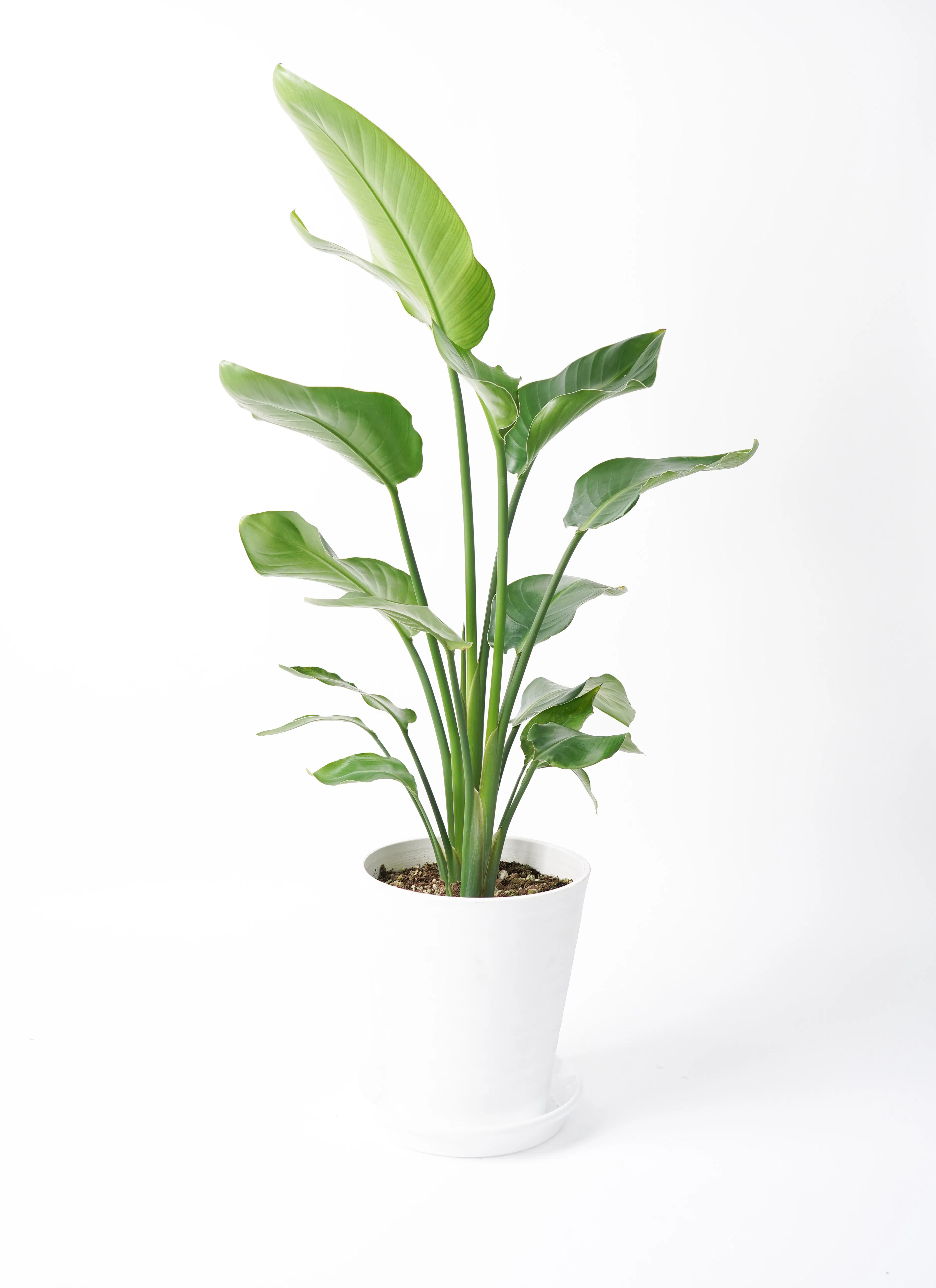 オーガスタ 大型 | 観葉植物の通販ならHitoHana