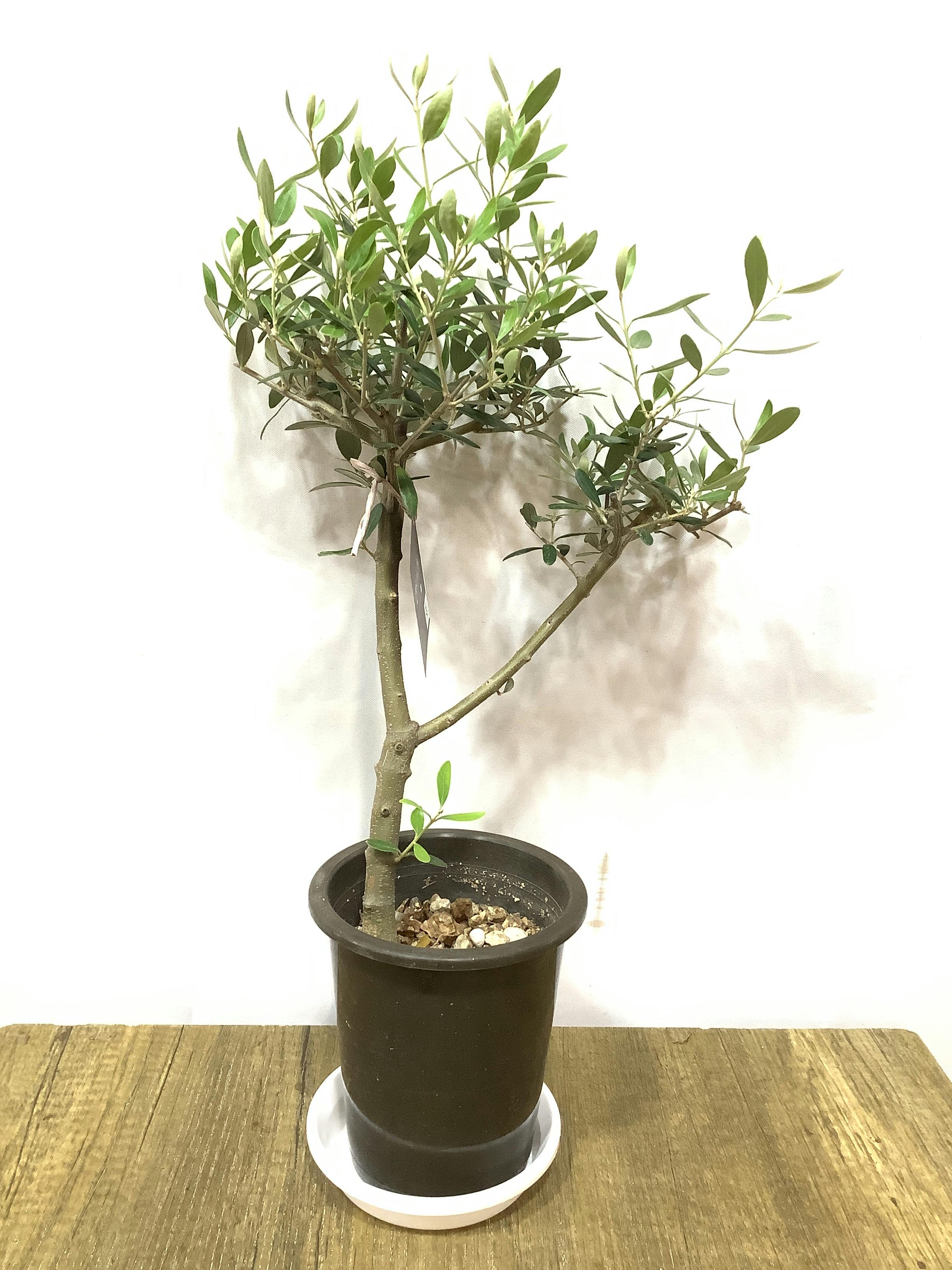 オリーブの木 1点もの（現品・現物） | 観葉植物通販HitoHana(ひとはな)