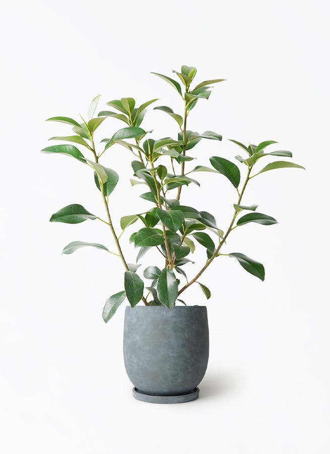 フランスゴムの木 7号 | 観葉植物通販HitoHana(ひとはな)