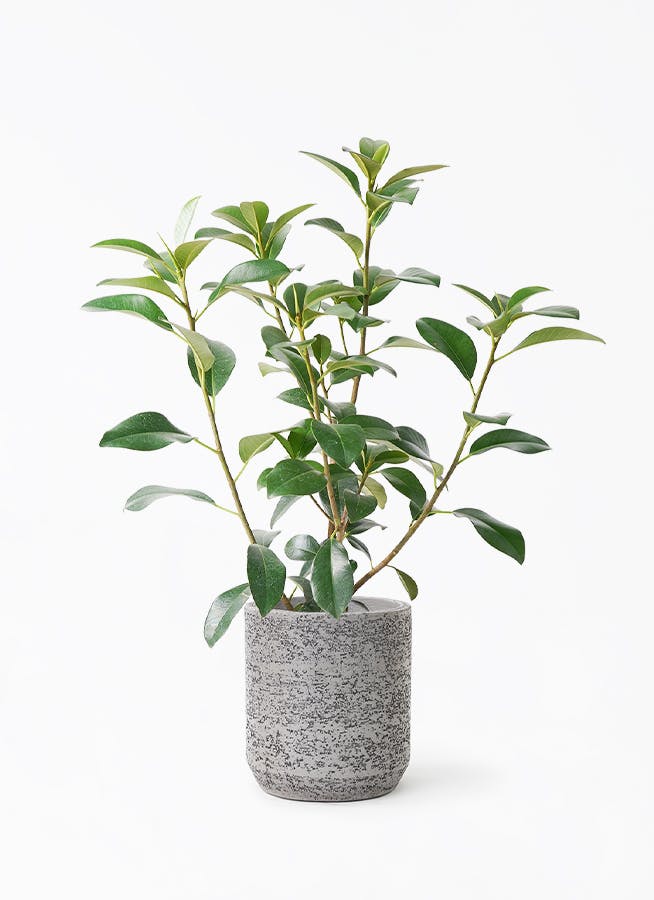 フランスゴムの木 7号 | 観葉植物通販HitoHana(ひとはな)