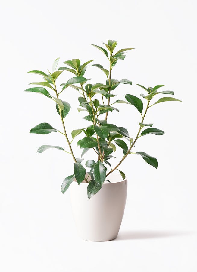 フランスゴムの木 7号 | 観葉植物通販HitoHana(ひとはな)