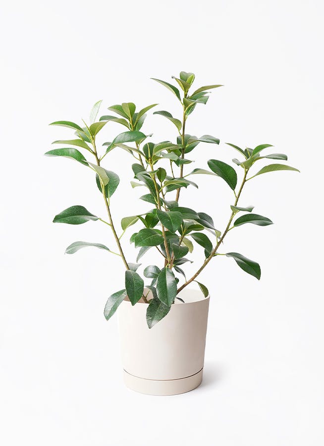 その他観葉植物 user_1242a77b Amazon.co.jp: East Leaf 自動給水 プランター 底面給水鉢
