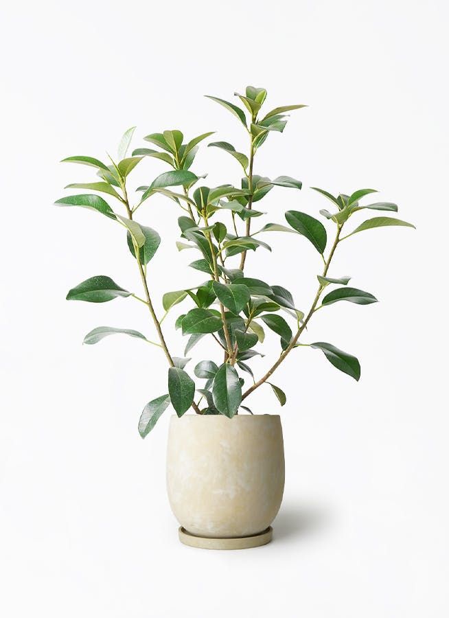フランスゴムの木 7号 | 観葉植物通販HitoHana(ひとはな)
