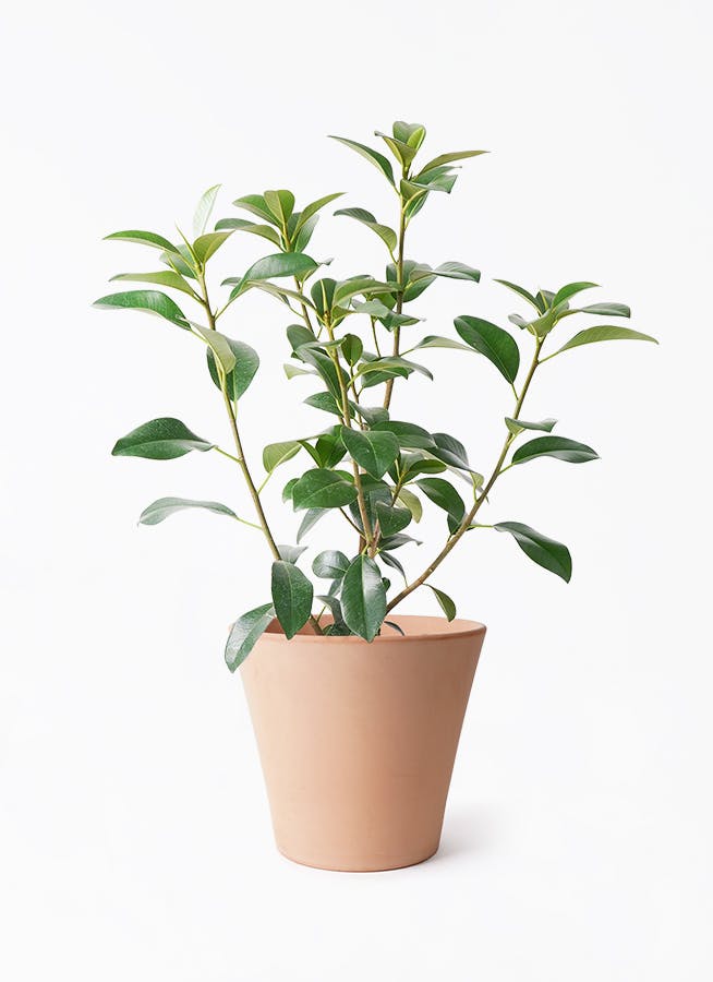 フランスゴム（サンプル） フランスゴムの木 7号 | 観葉植物通販HitoHana(ひとはな)