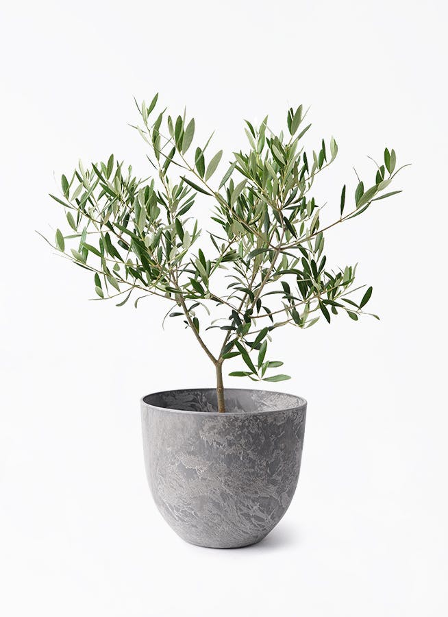 オリーブの木 5号 | 観葉植物の通販ならHitoHana（ひとはな）