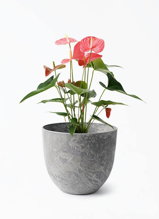 アートストーン付きの観葉植物（5号） | HitoHana