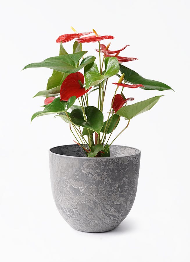 アートストーン付きの観葉植物（5号） | HitoHana