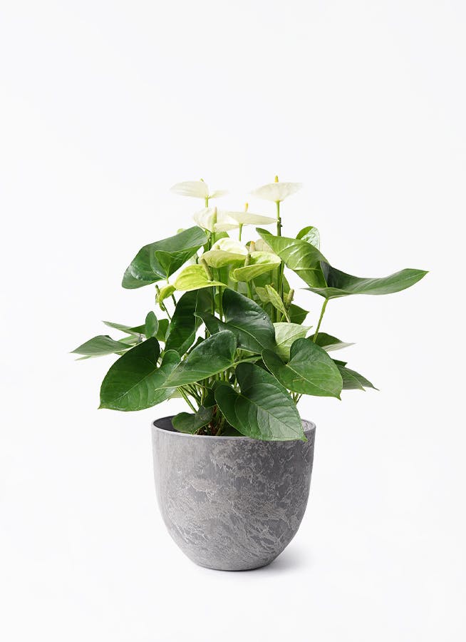 アートストーン付きの観葉植物（5号） | HitoHana