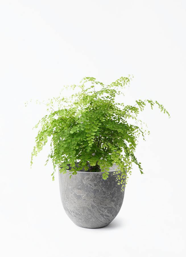 ふわっとグリーン♡鉢とスタンド付きアジアンタム アジアンタム | 観葉植物の通販ならHitoHana（ひとはな）
