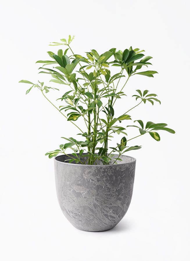 シェフレラ（カポック） 斑入り | 観葉植物の通販ならHitoHana（ひとはな）