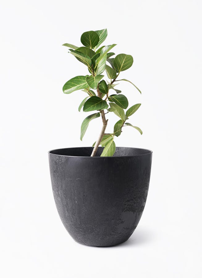 フィカス　ベンガレンシス6 フィカス・ベンガレンシス 6号の通販 | 観葉植物通販AONOKI