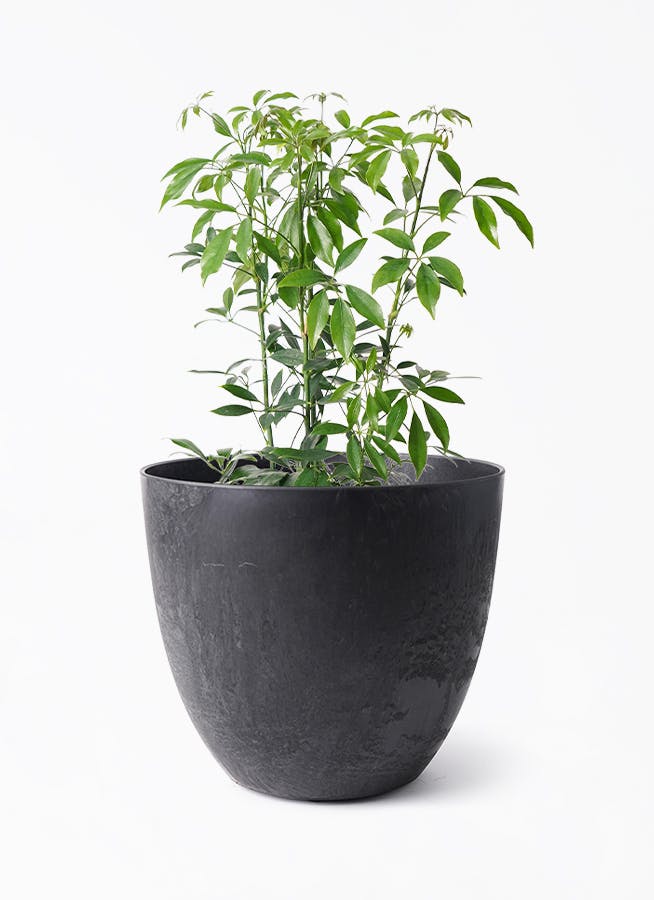 シェフレラ コンパクタ | 観葉植物ならHitohana（ひとはな）