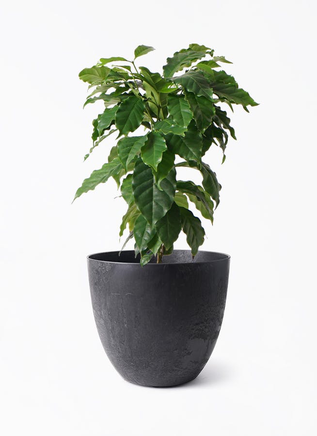 jun　コーヒーの木 観葉植物 コーヒーの木 10号 ウッドプランター 付き | 観葉植物