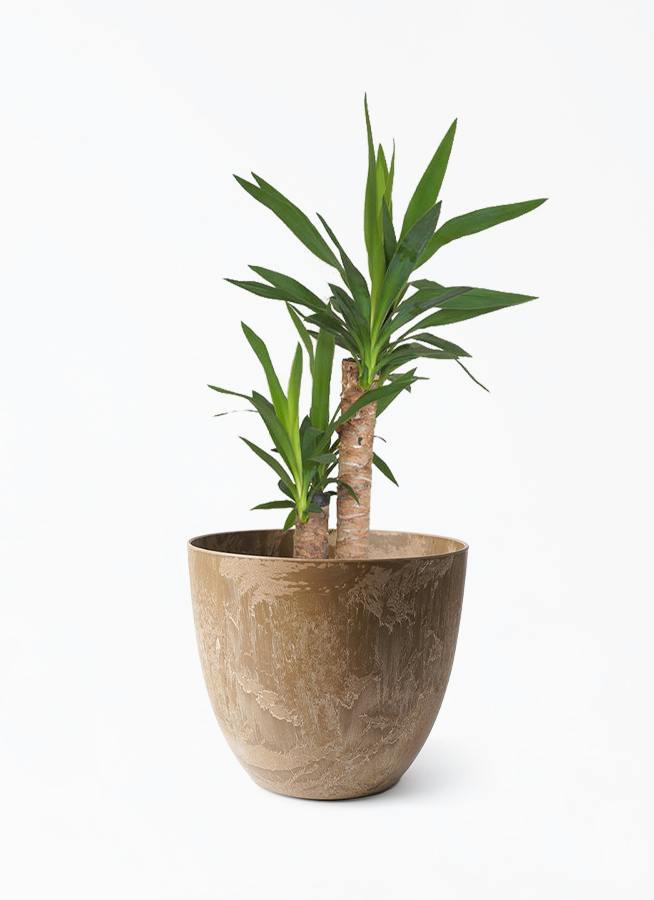 ユッカ（青年の木） | 観葉植物通販HitoHana（ひとはな）