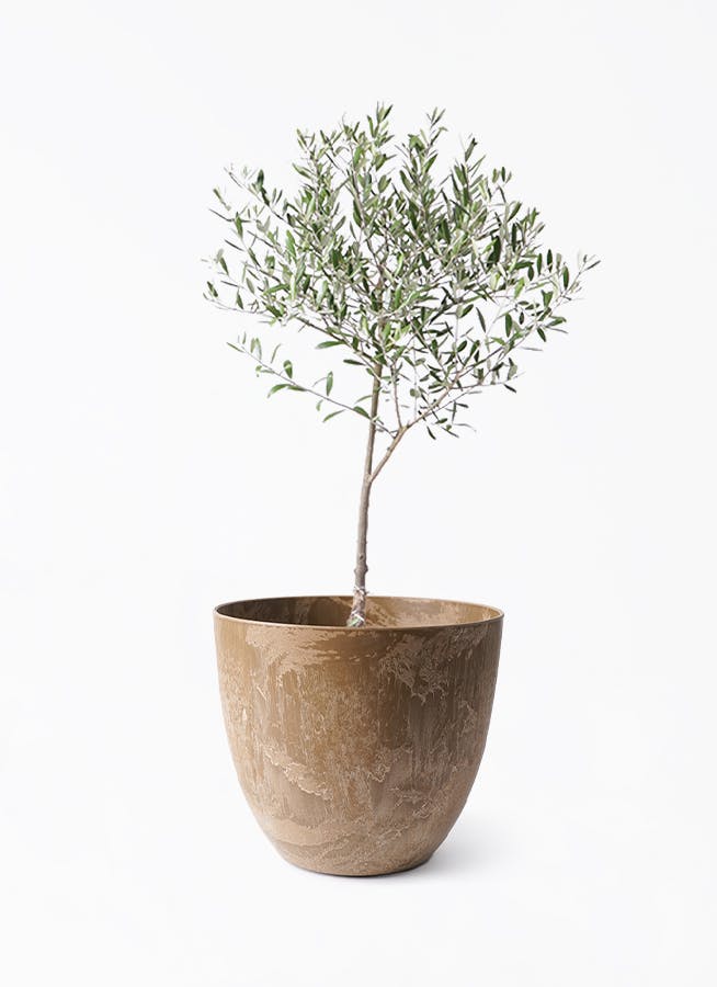 オリーブの木 6号 | 観葉植物 | 送料無料でお届け - Hitohana