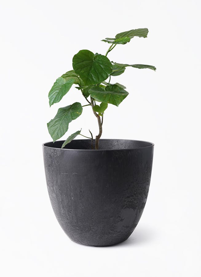 観葉植物 フィカス ウンベラータ 6号 ノーマル スタンダード