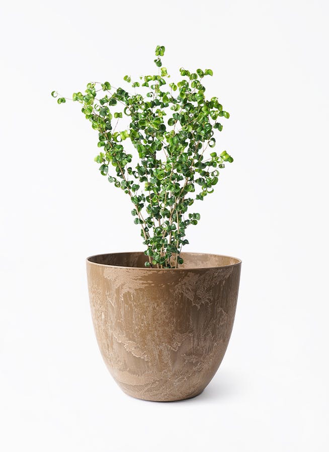 ☆ ベンジャミン バロック♪ 132cm♪ フィカス・ベンジャミン・バロック Table-L | 観葉植物の通販