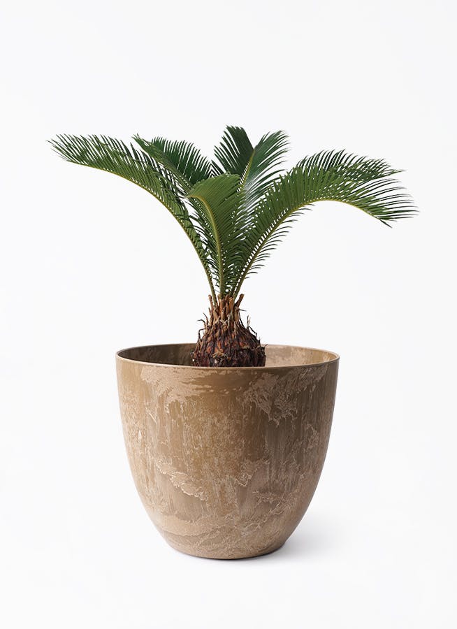 ソテツ 6号 | 観葉植物 | インテリアやギフトに - Hitohana（ひとはな）