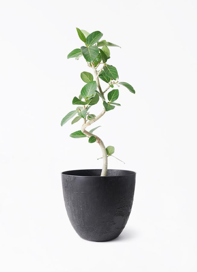 観葉植物 フィカス ベンガレンシス 6号鉢 人気の曲がりタイプ 極上品 優良株 現品］6番 フィカス ベンガレンシス 曲がり 5号 観葉植物 室内