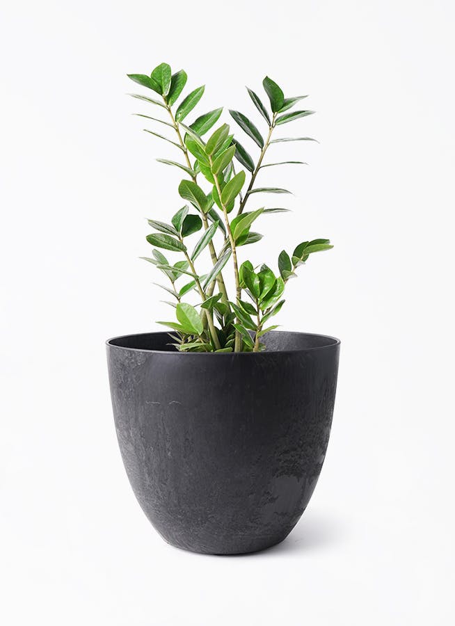 ザミオクルカス | 観葉植物の通販ならHitoHana（ひとはな）