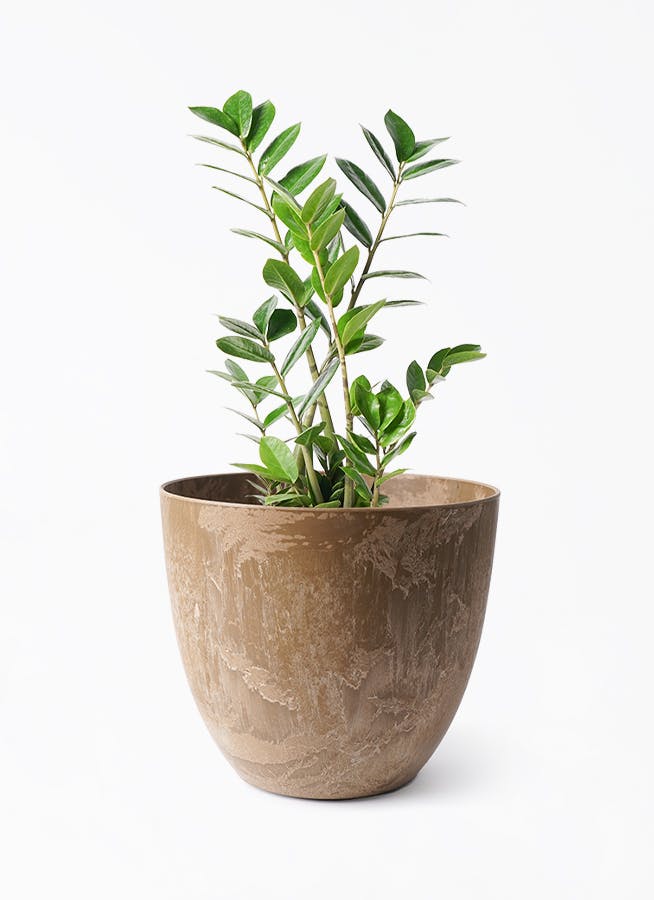 ザミオクルカス | 観葉植物の通販ならHitoHana（ひとはな）