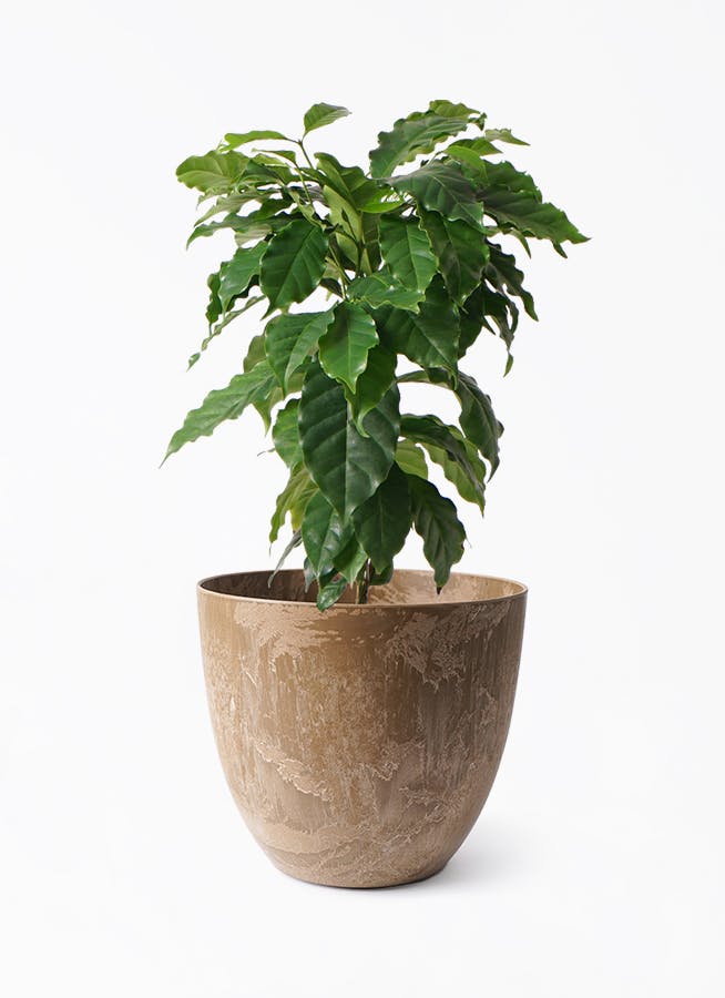 コーヒーの木 6号 | 観葉植物 | 送料無料でお届け - Hitohana（ひとはな）