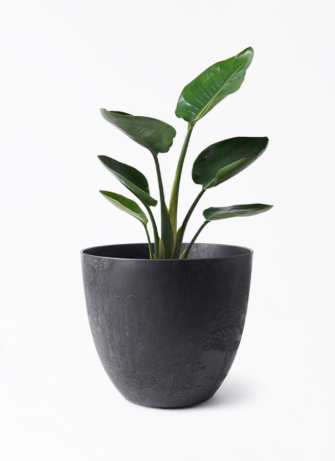 オーガスタ | 観葉植物の通販ならHitoHana（ひとはな）