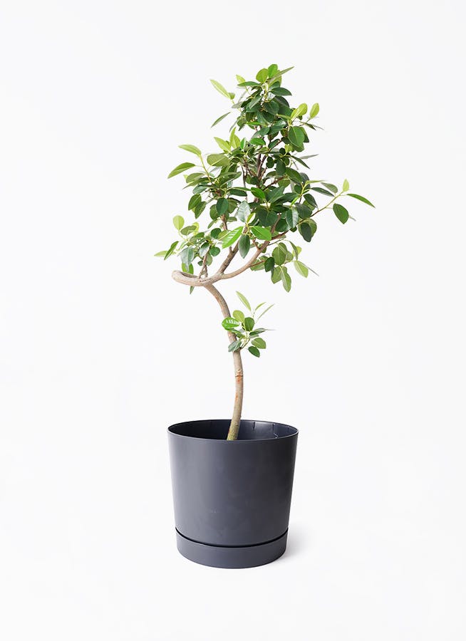 7号サイズの観葉植物 | 通販専門店 HitoHana（ひとはな）