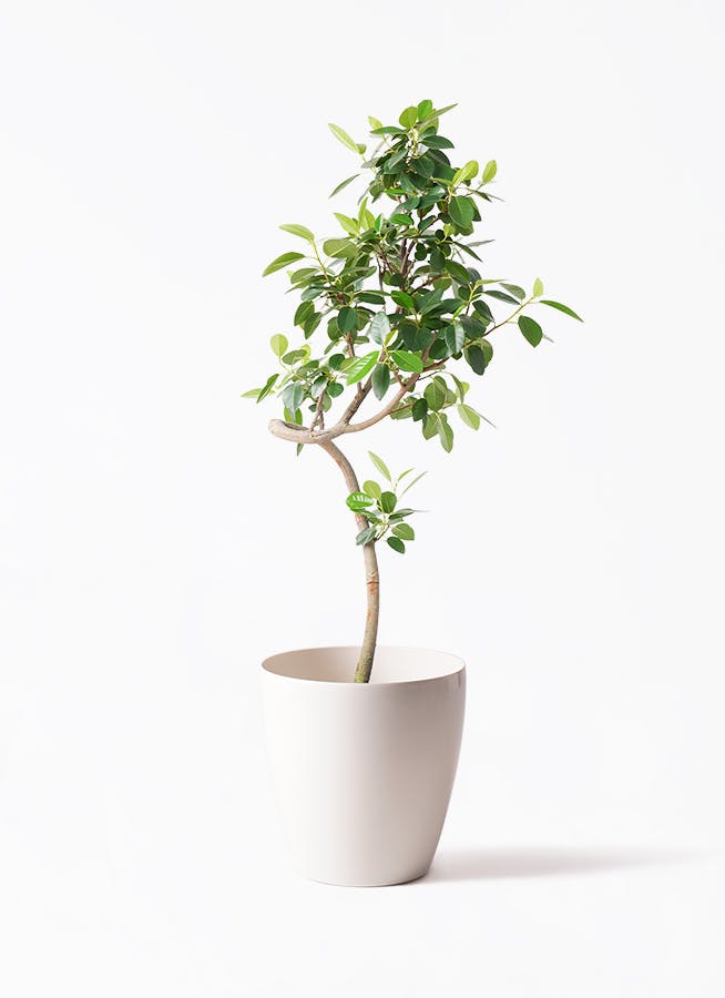 フィカス　ベンガレンシス　曲がり　鉢皿付き＋エバーフレッシュ鉢皿付き 観葉植物 フィカス ベンガレンシス 【お祝いにおすすめ】7号