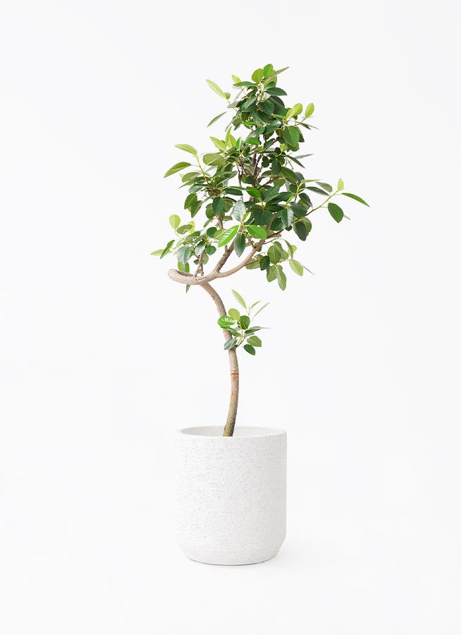 フランスゴムの木 7号 | 観葉植物通販HitoHana(ひとはな)